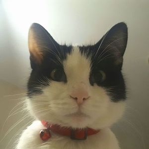 Meet your Posher, Vinnie